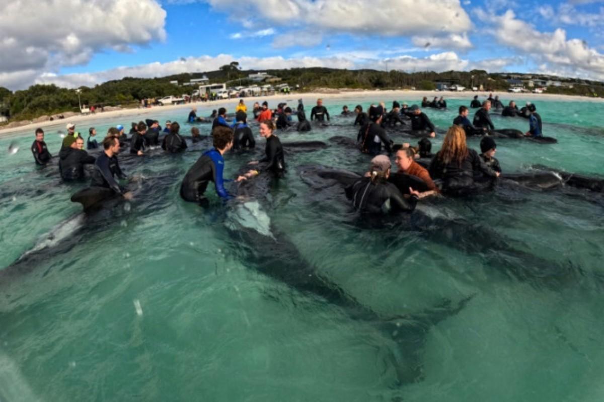 Archive photograph of people supporting whales in shallow water.