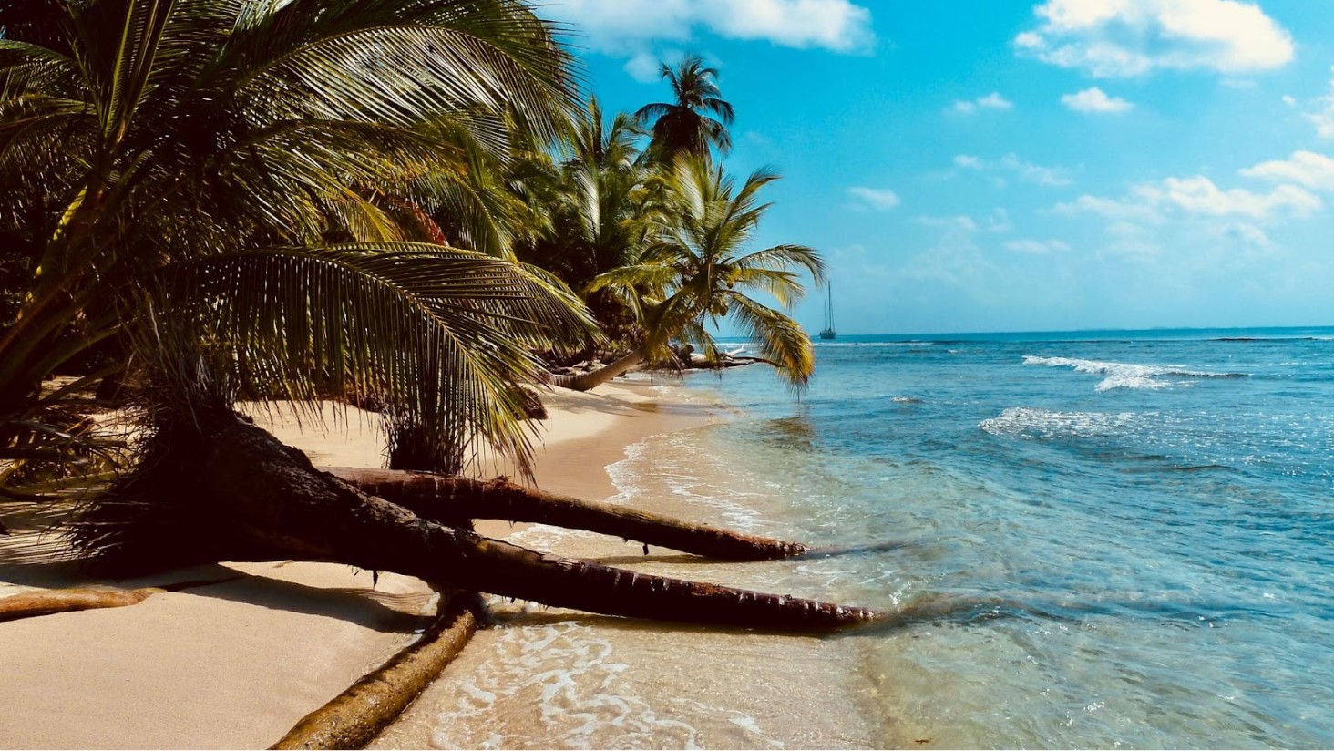 Illustrative photograph of a palm-lined tropical beach.