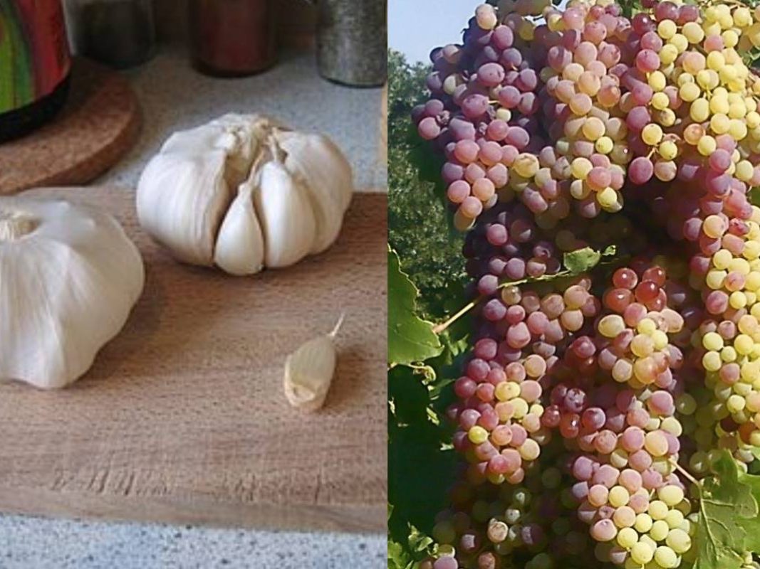 A collage of garlic bulbs and bunches of grapes.