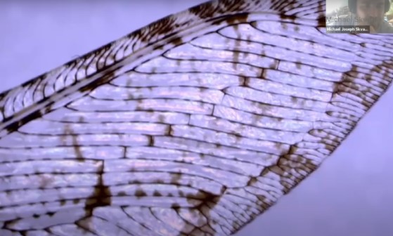 Close view of the veined wing of a mounted insect