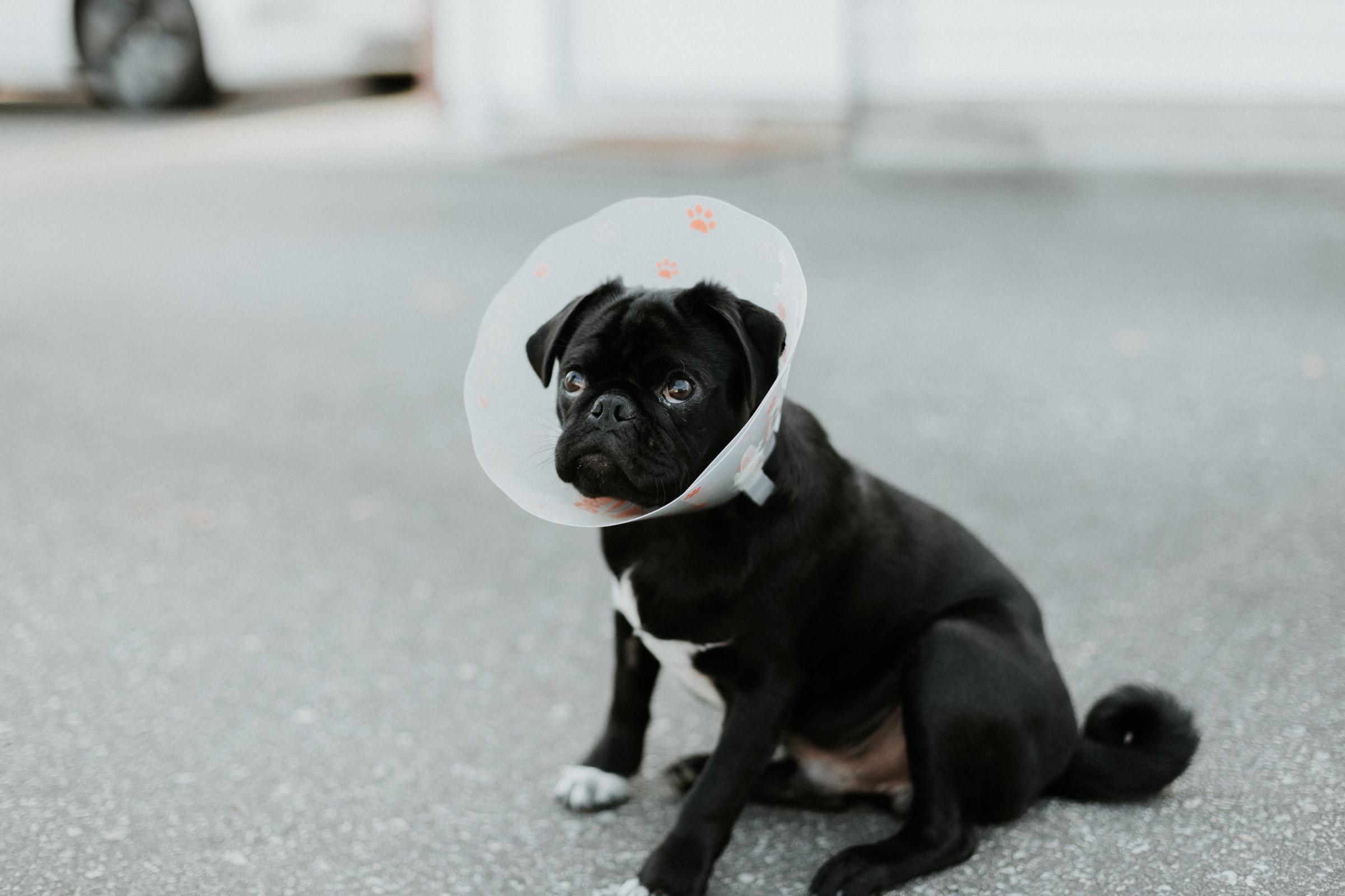 Black dog wearing a protective cone while resting on a carpet