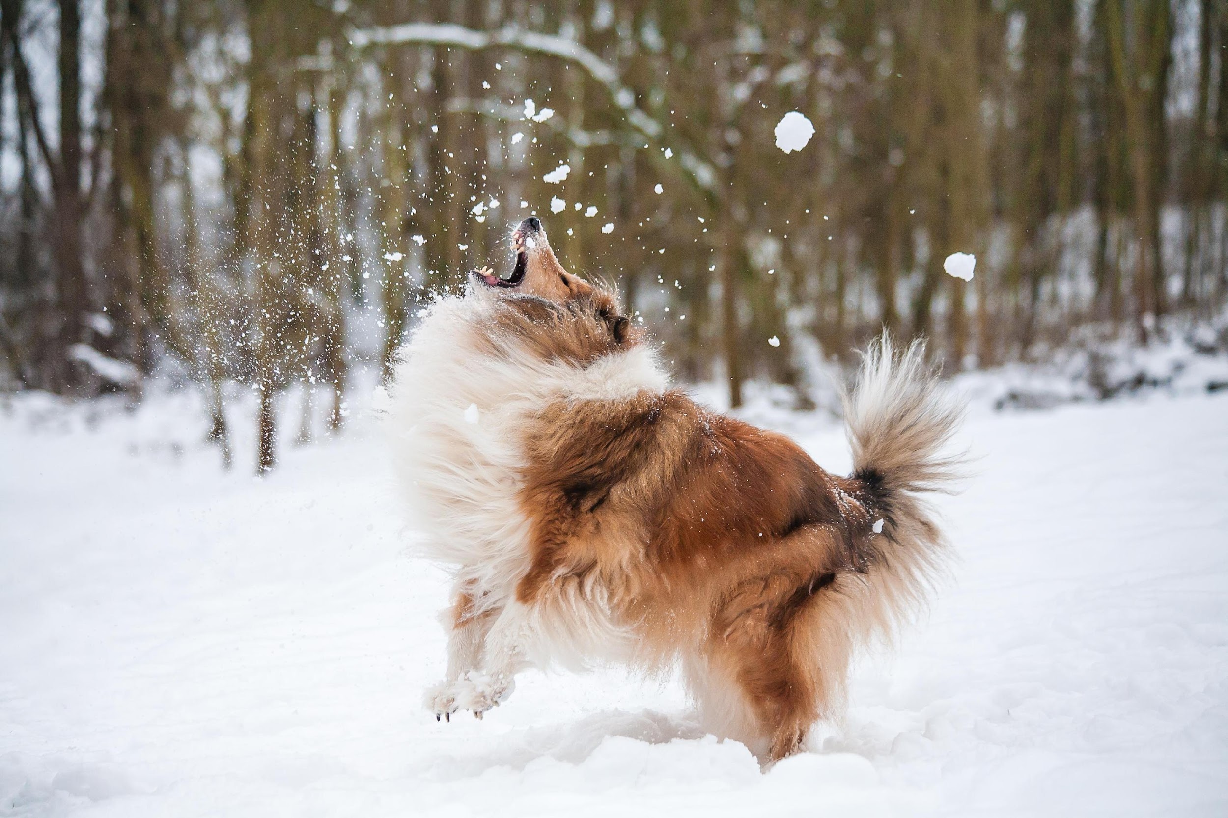 Dog running through snow near trees
