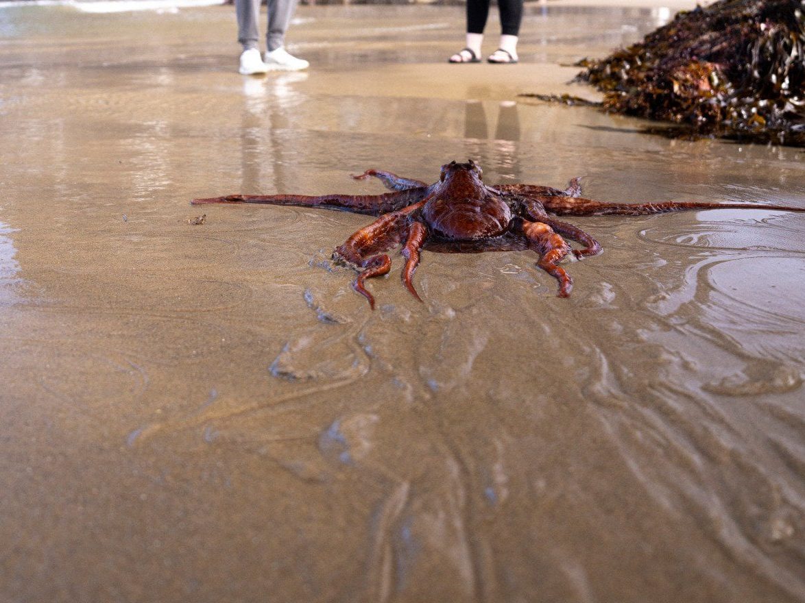 Archive photograph of an octopus moving across shallow water on a beach.