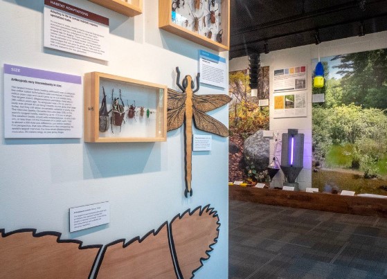 A museum insect display in an archive photograph