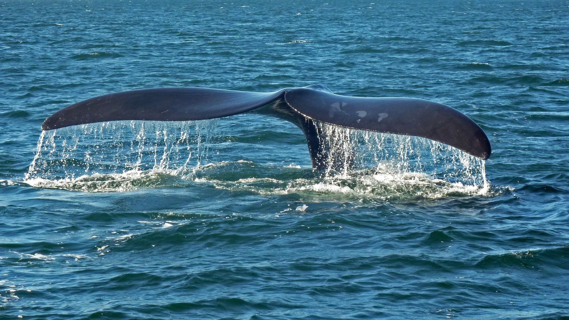 Illustrative whale-tail photograph; not a spade-toothed whale sighting.