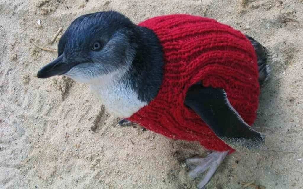 An archive image of a penguin in a red knitted jumper on sand.