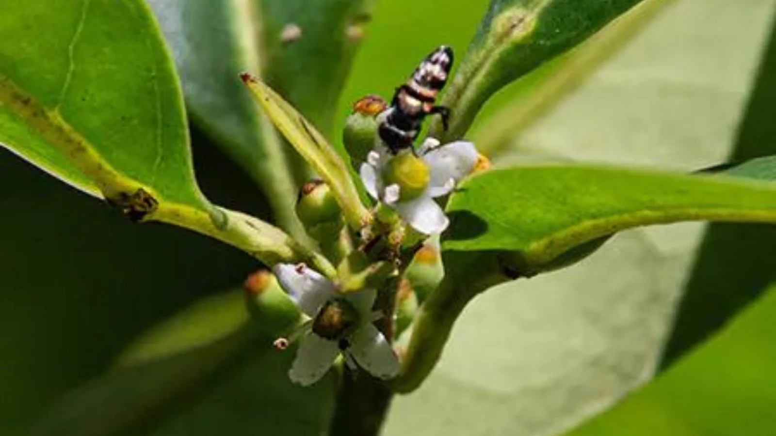 A close-up image of Pernambuco holly flowers with an insect on it