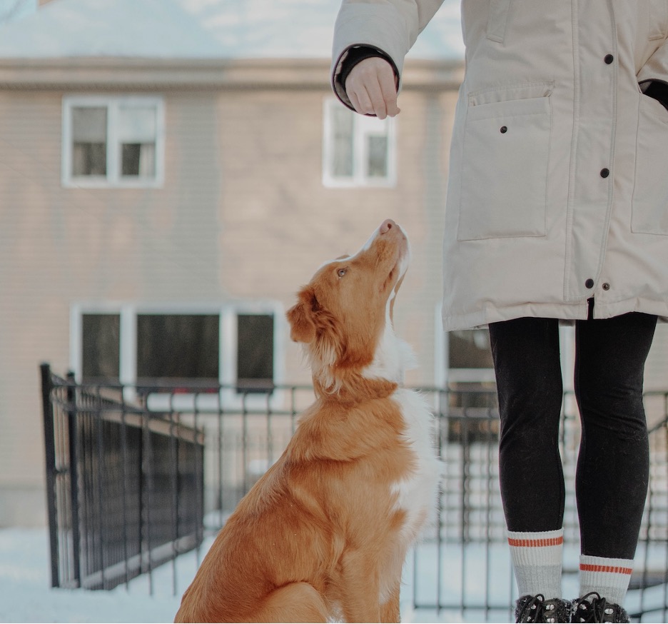 Dog looking up at a person near a doorway