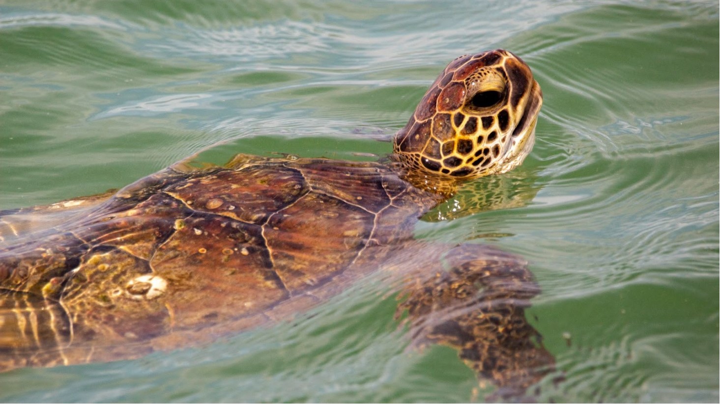 Illustrative photograph of a sea turtle at the water's surface.