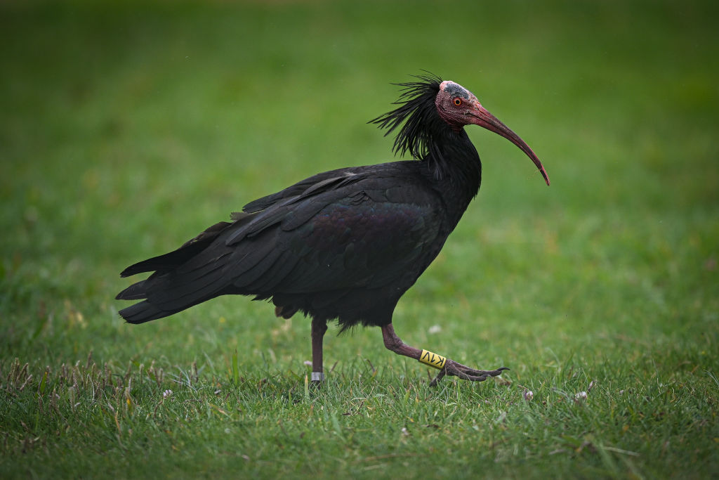 A northern bald ibis walking on grass.