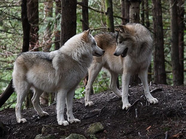 Three wolves standing together in the woods