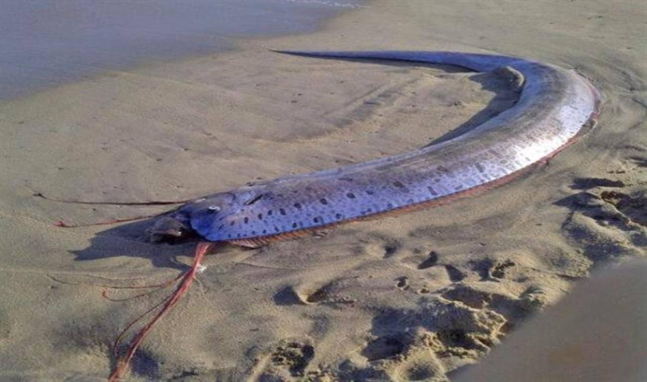 A long silvery fish lying on wet sand.