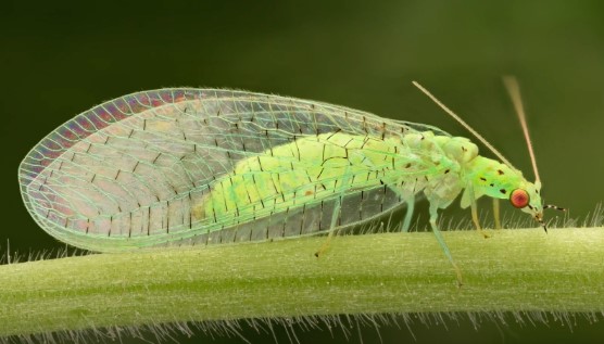A green lacewing resting on a plant, for comparison
