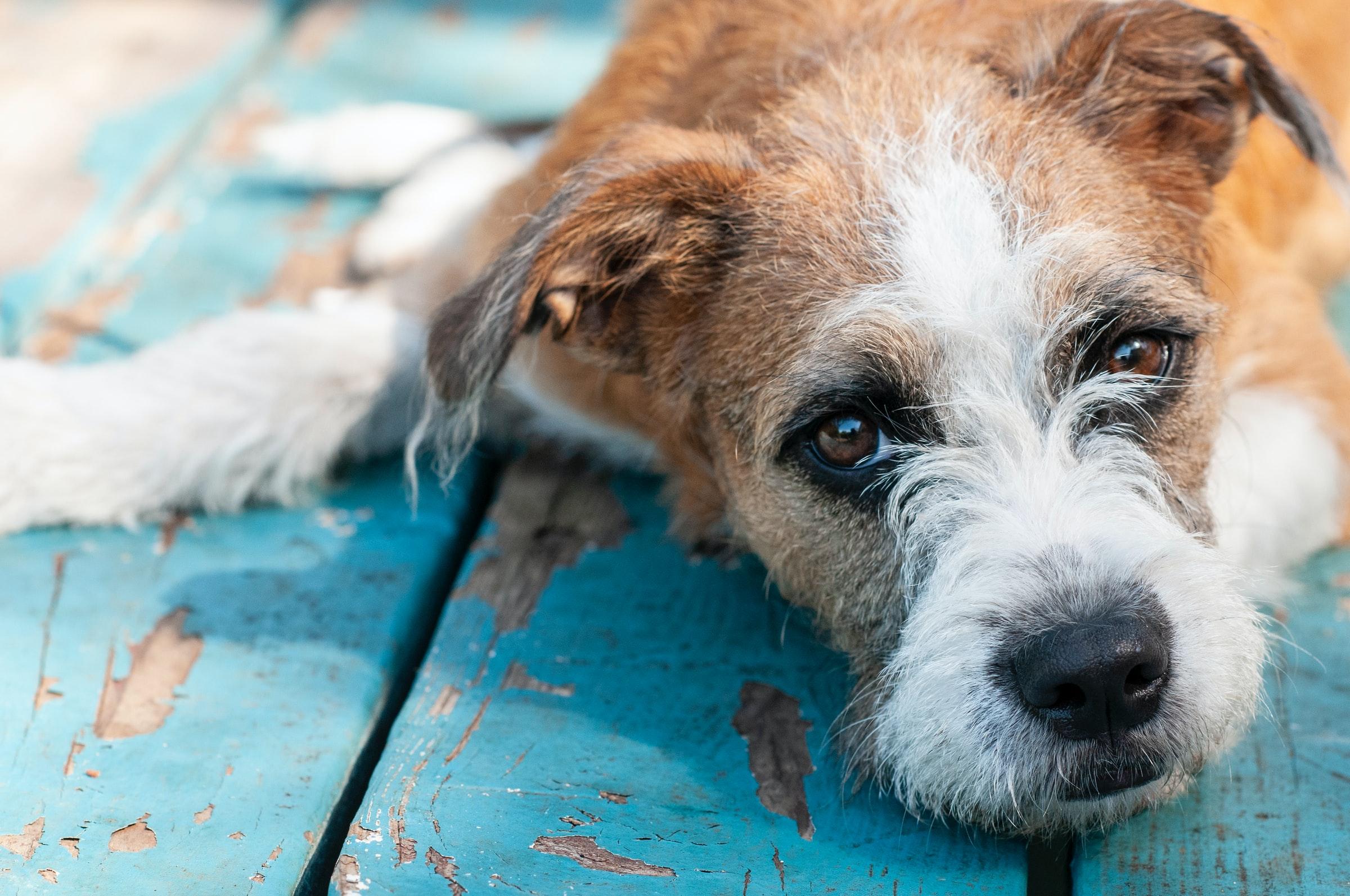 Small dog resting on a painted wooden surface