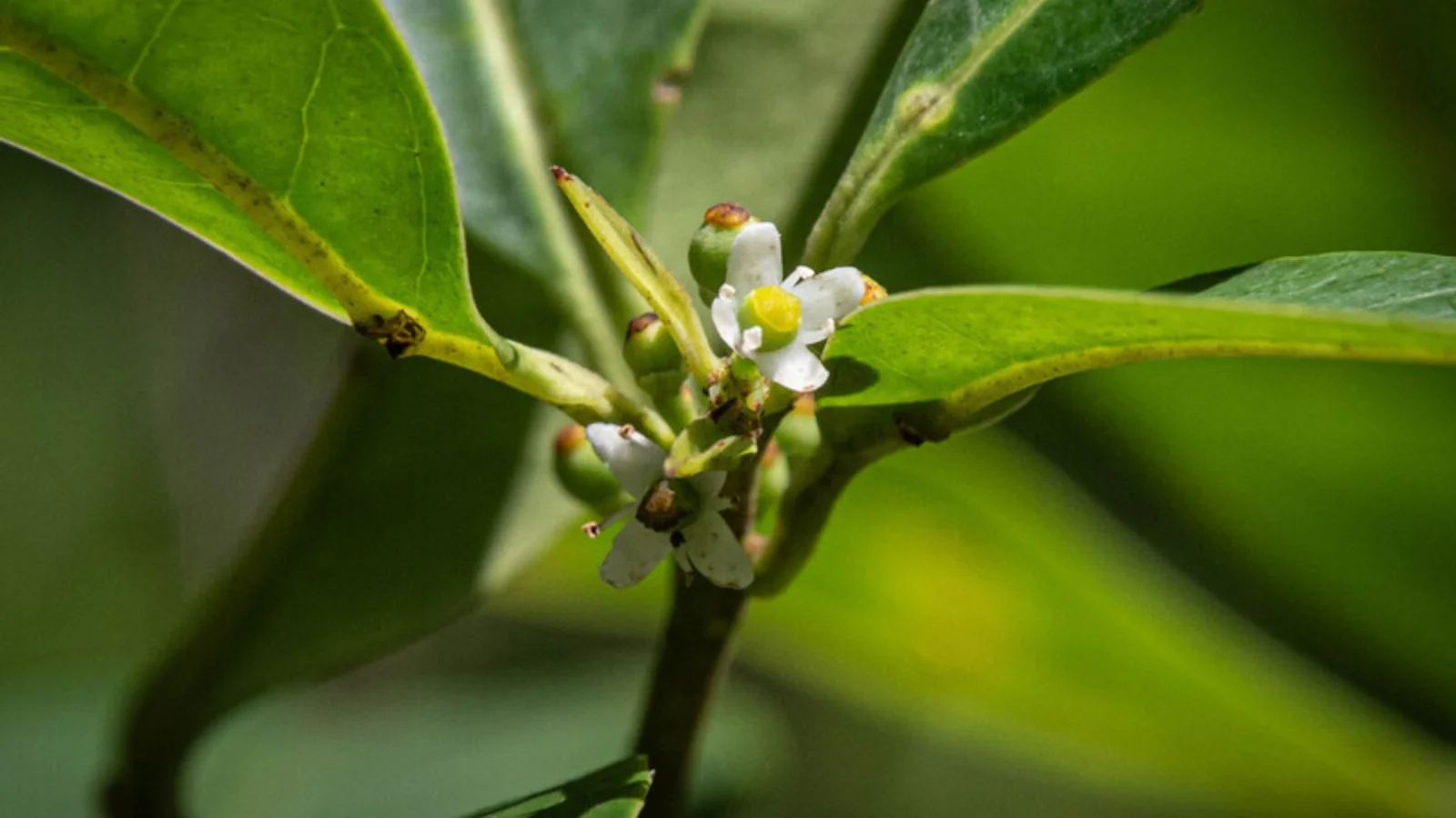 Close-up image of the Pernambuco holly plant showcasing its vibrant green leaves and delicate white flowers in bloom