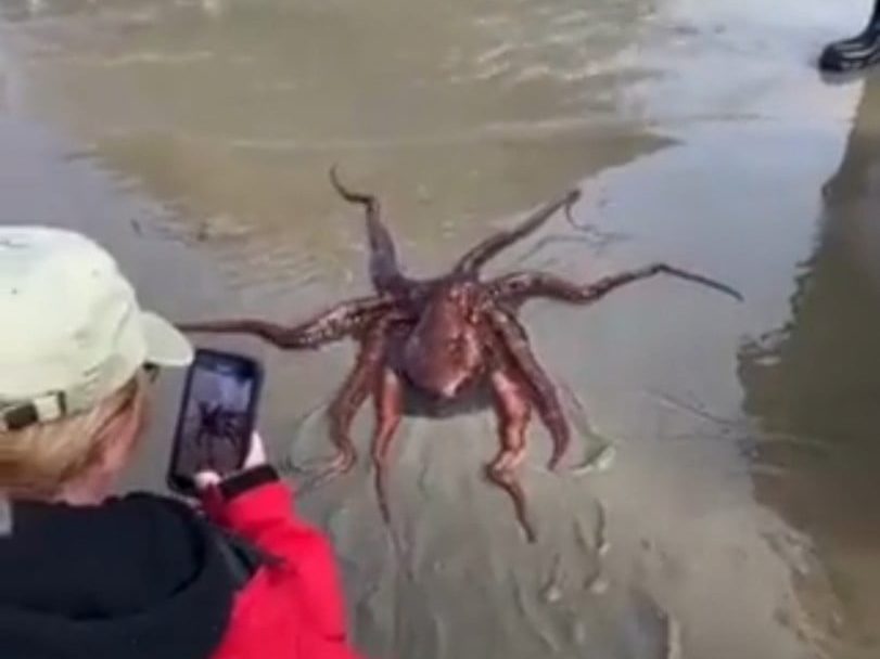Archive image of a person beside an octopus in shallow beach water.