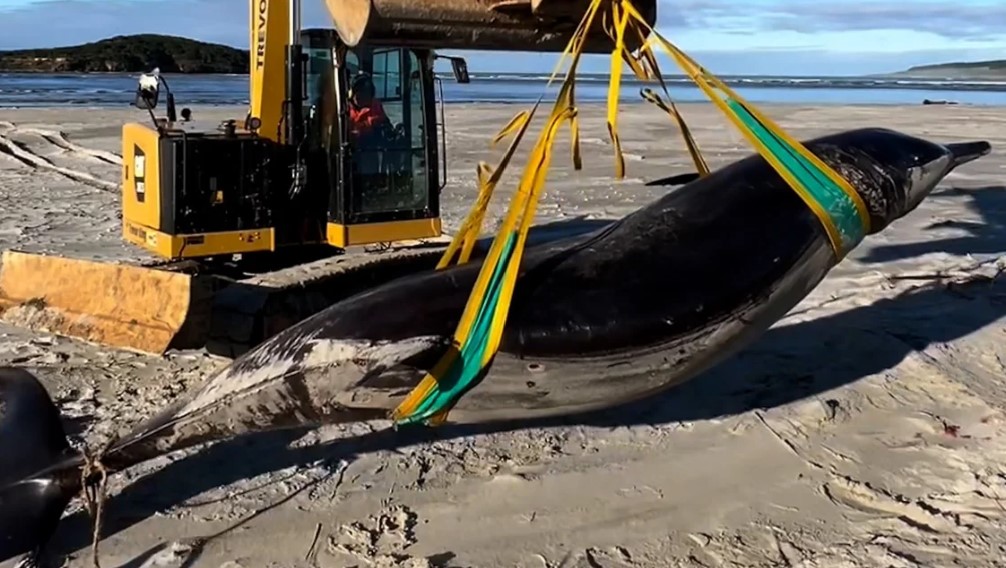 DOC archive photograph of a whale held in lifting straps near a digger.