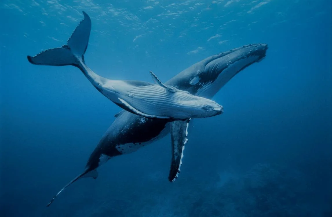 A Young humpback whale with its mother in the warm waters of the Pacific Ocean