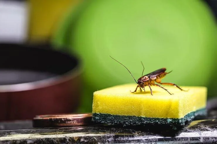 Cockroach rests on a dishwashing sponge in the kitchen of a restaurant