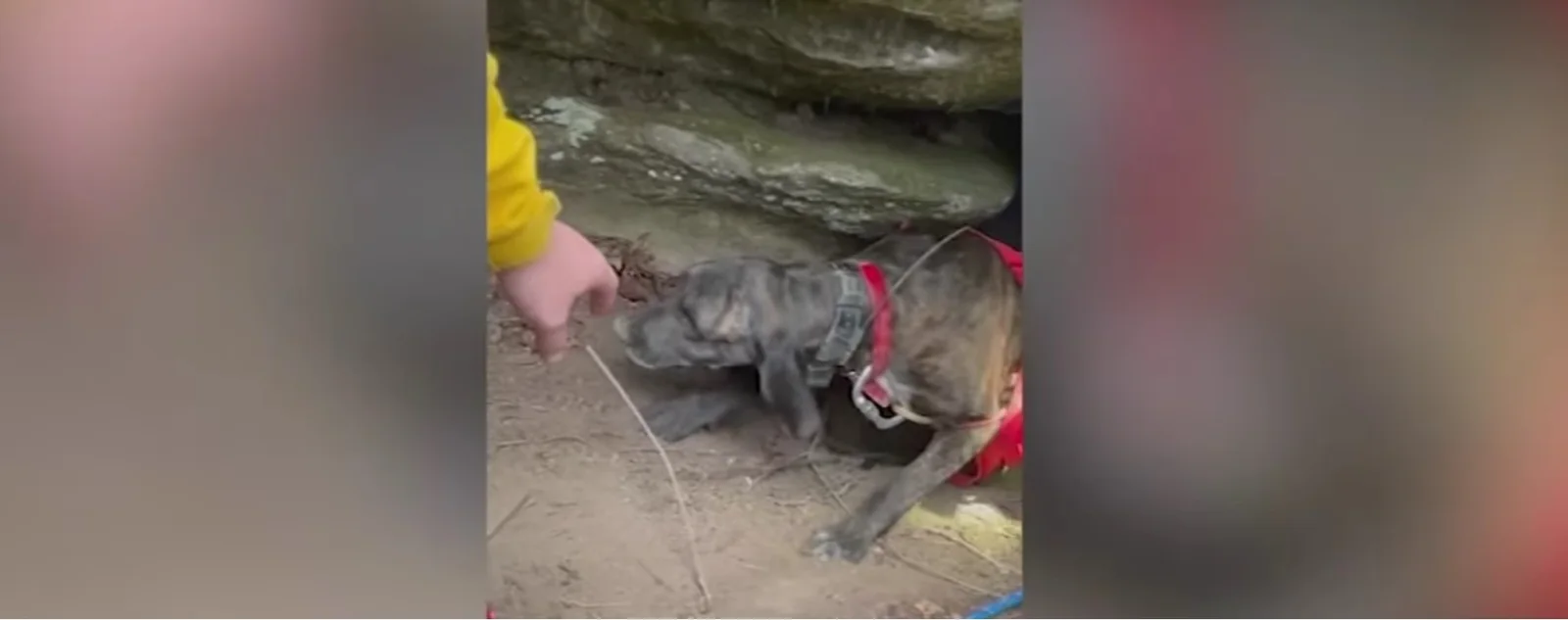Dog climbing up out of a cave