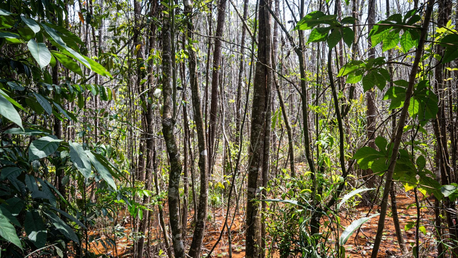 A forest landscape featuring Pernambuco holly trees among various other vegetation