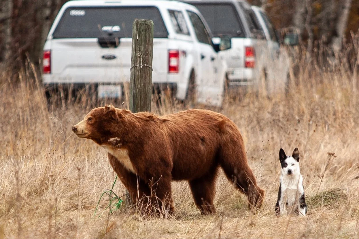 Brown bear with dog in a field