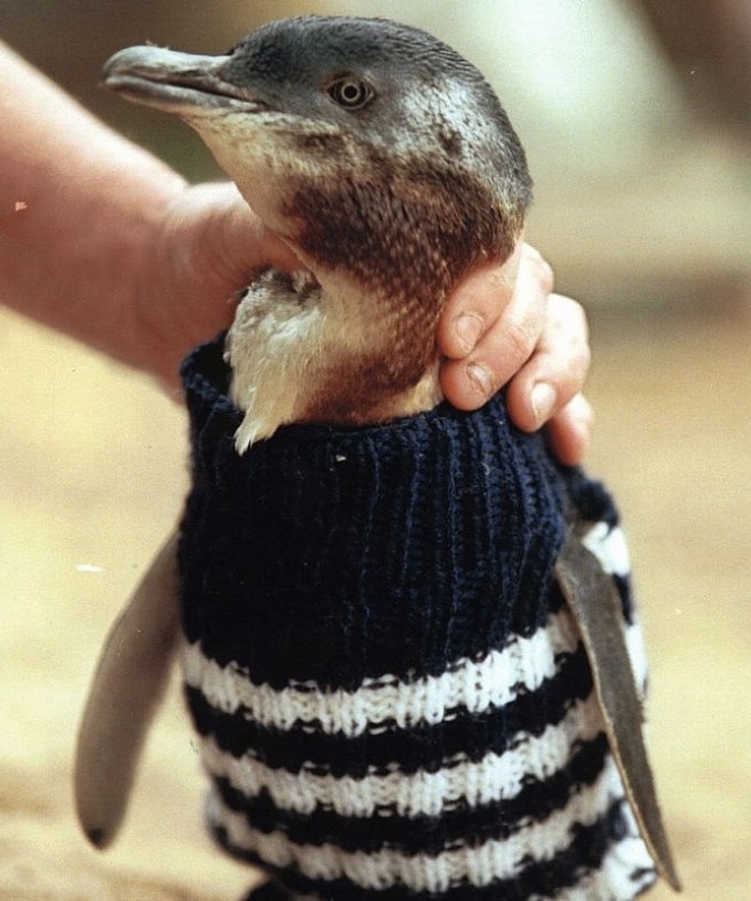 A person holding a penguin wearing a striped knitted garment.