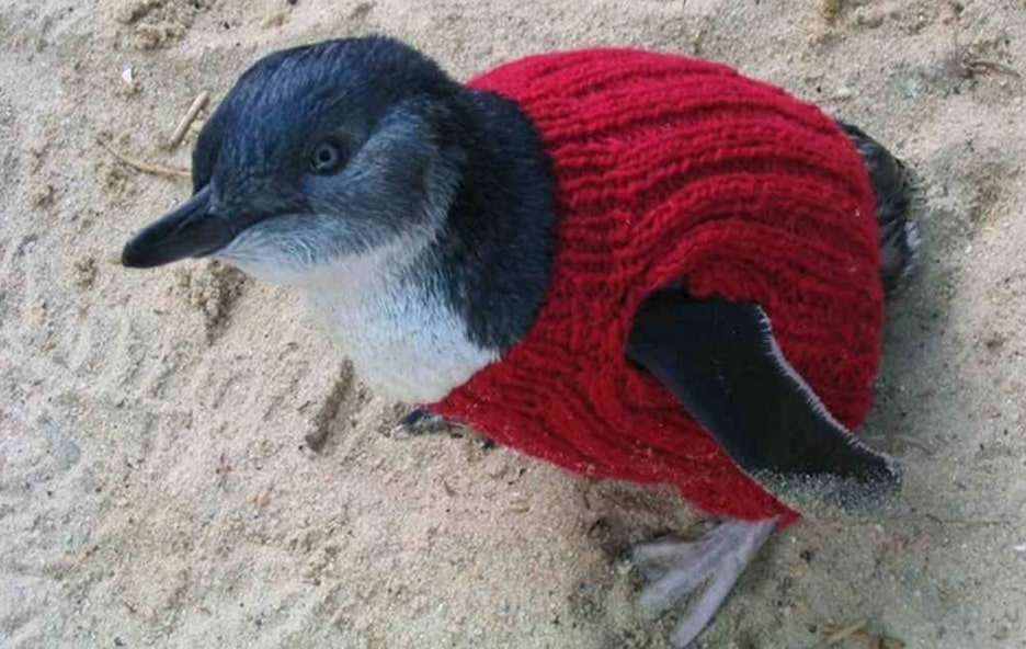 A penguin wearing a red knitted jumper on sand.