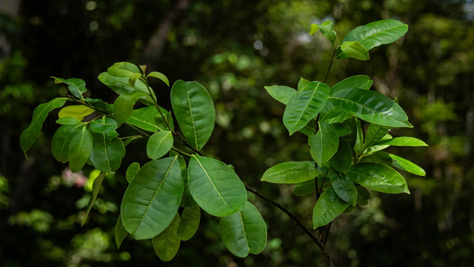 A focused image displaying the vibrant green leaves of the Pernambuco holly
