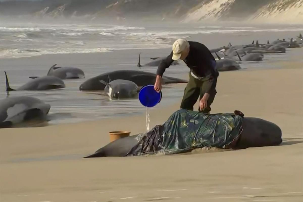 Archive photograph of a person pouring water beside a stranded whale.