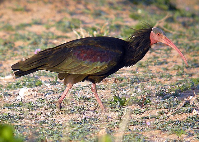 A dark ibis with a curved bill standing on the ground.