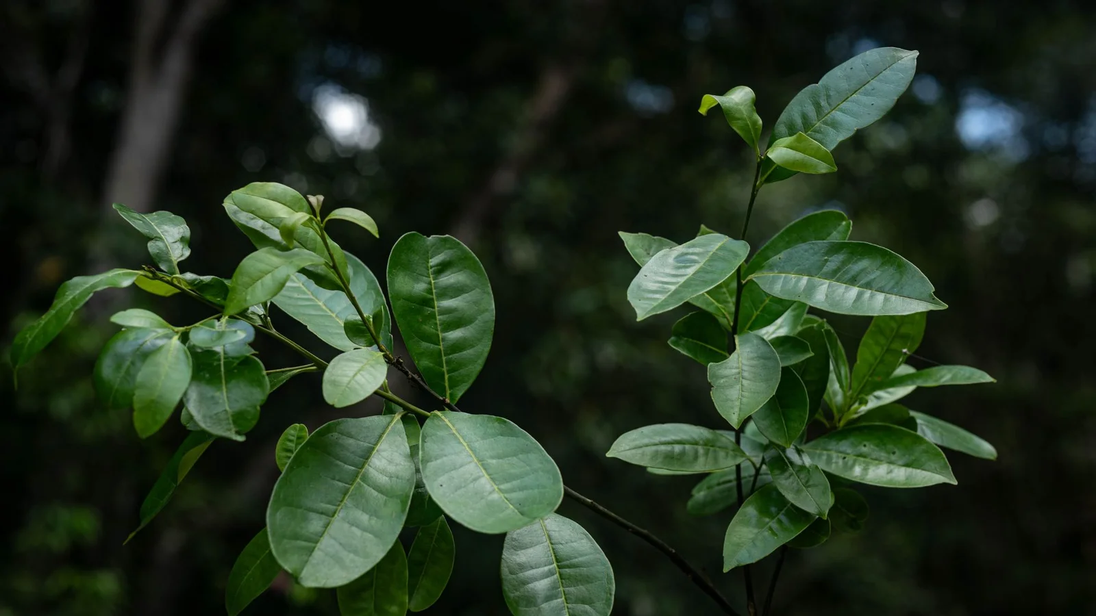A focused view of a Pernambuco holly branch, displaying its vibrant green leaves