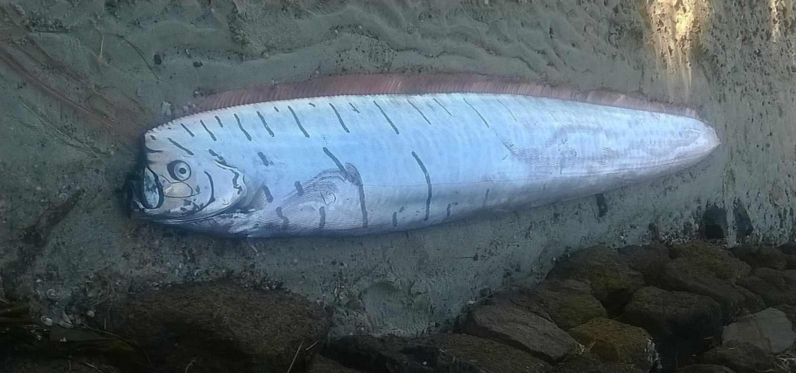 A display model of a silvery, ribbon-shaped oarfish.