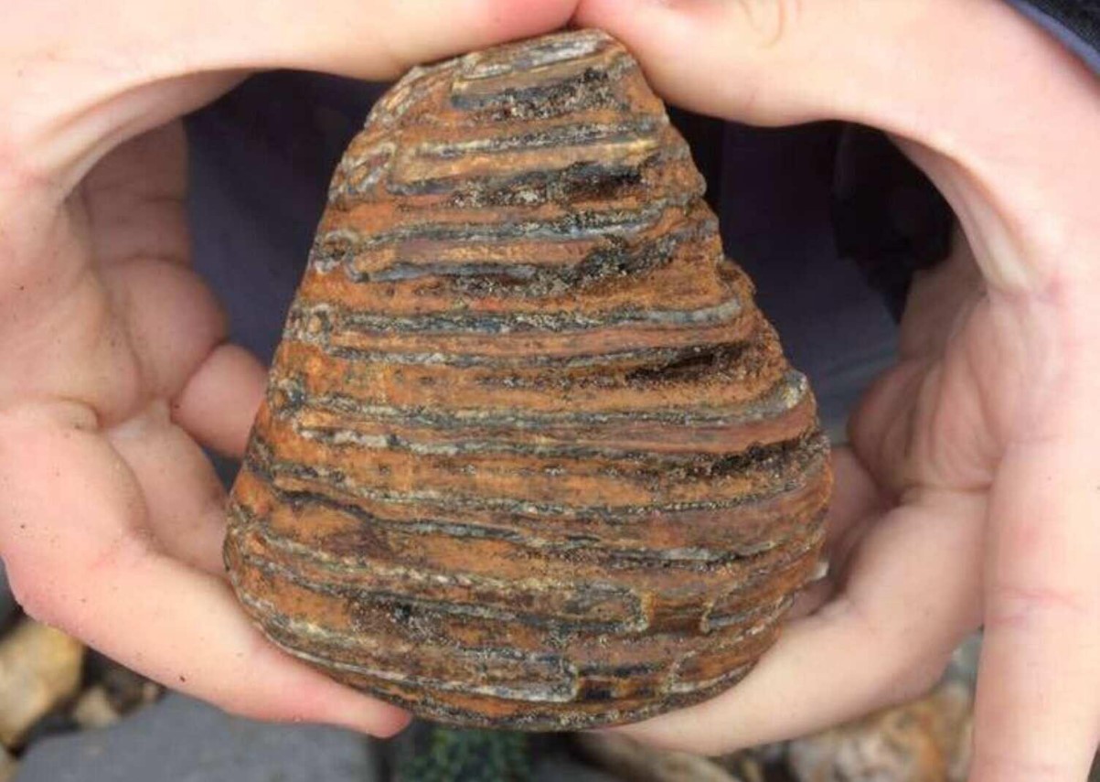 An illustrative archive close-up of a banded mammoth tooth held in two hands.