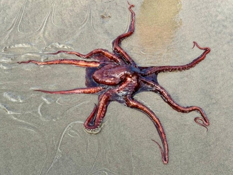 Archive photograph of an octopus spread across wet sand.