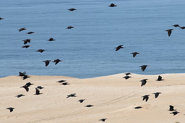 An illustrative flock flying above a shoreline.