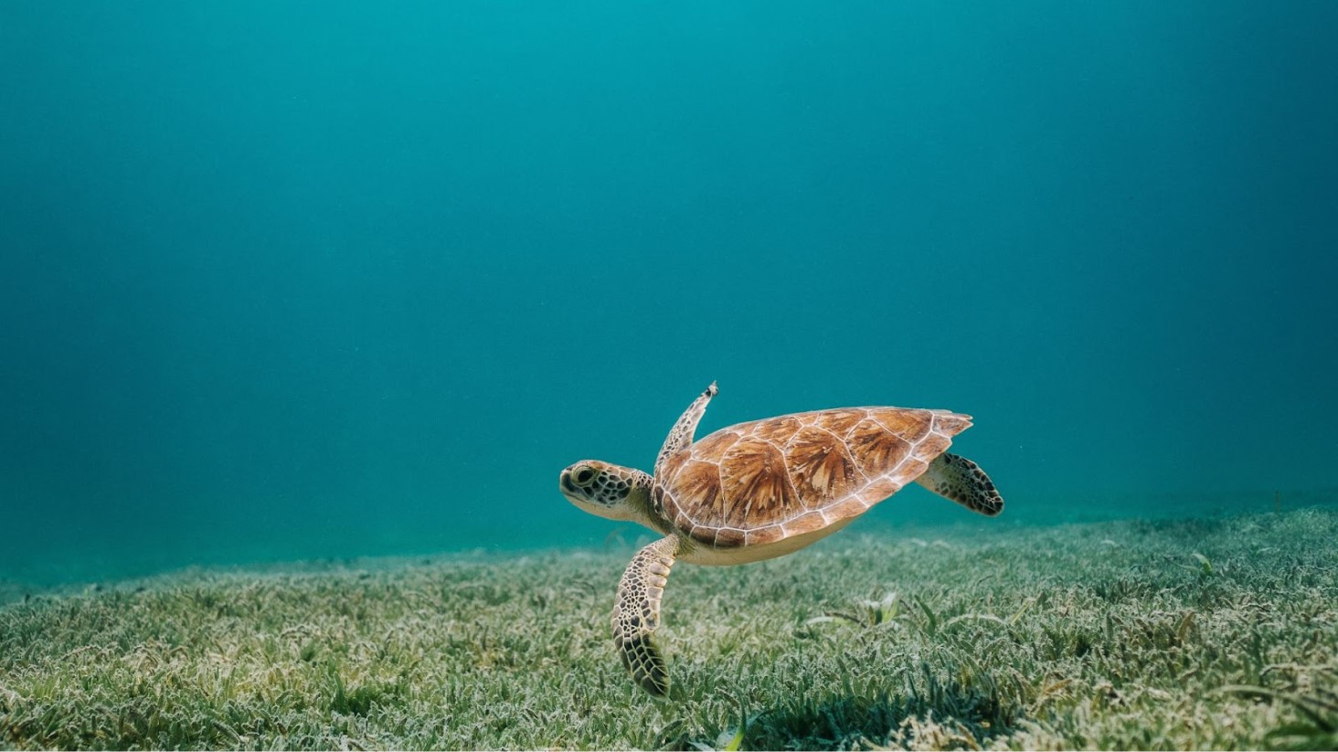 Illustrative photograph of a sea turtle above seagrass.