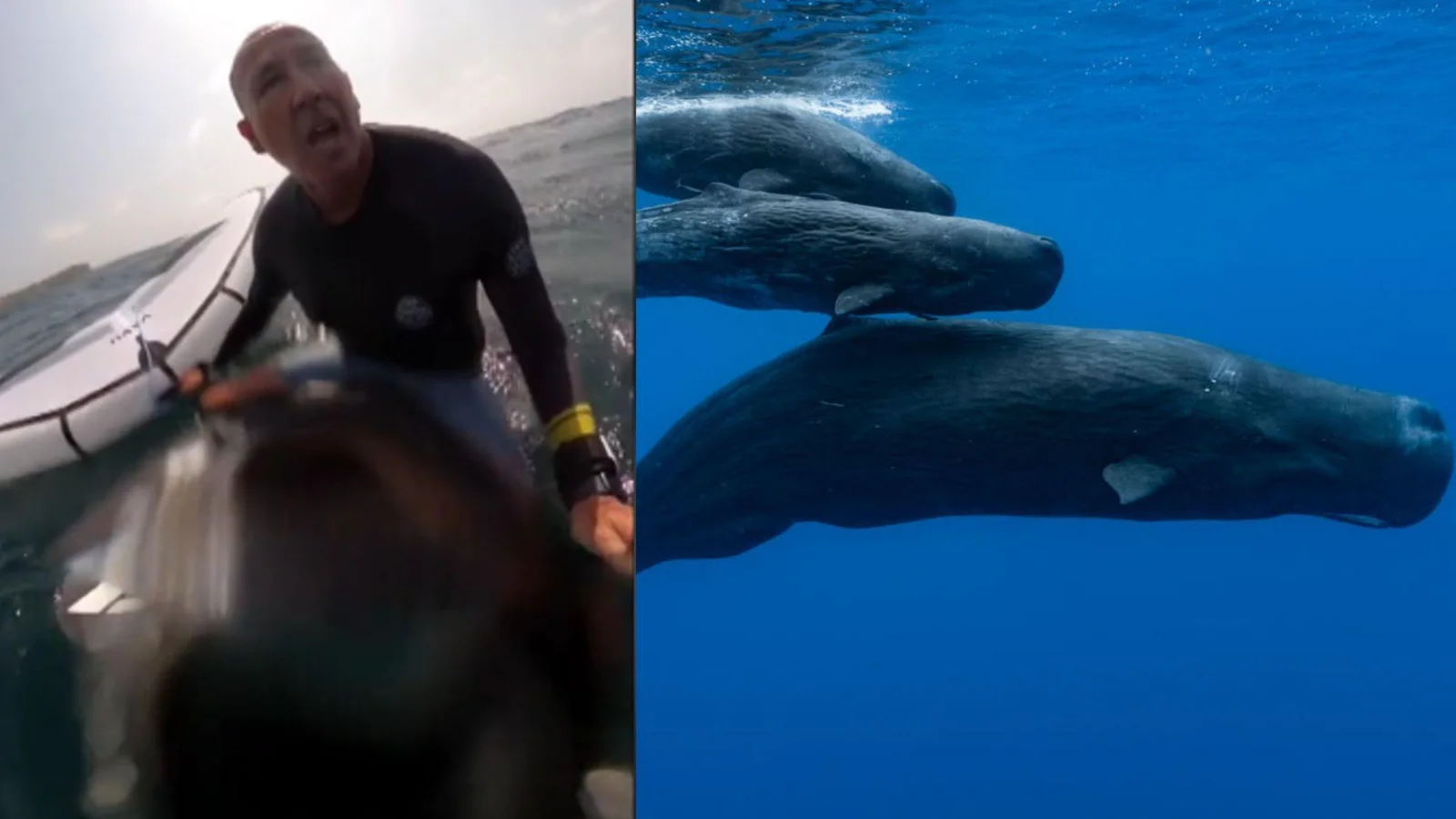 Man on his board at Sydney beach/Sperm whales swim together in the Indian Ocean