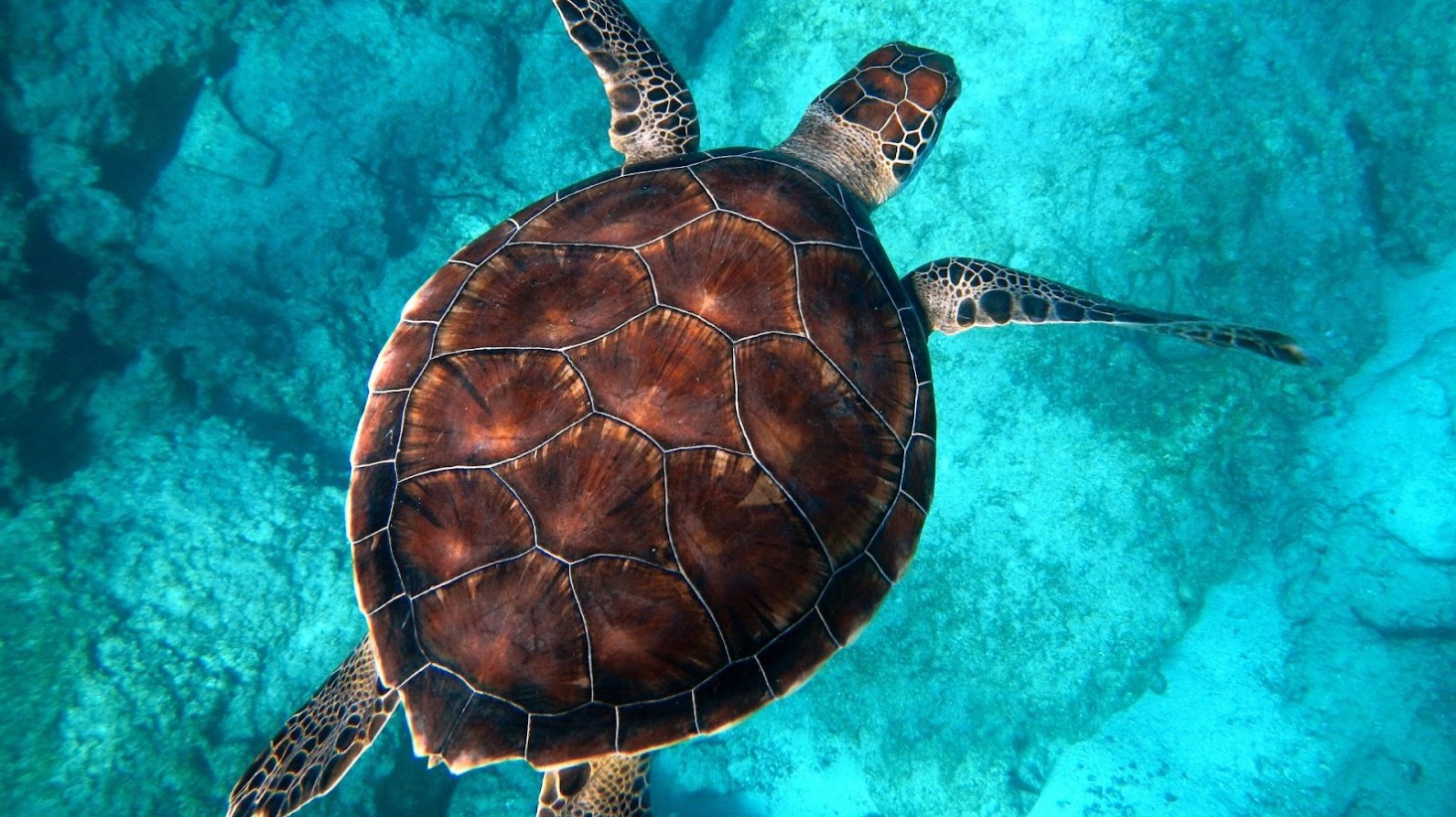Illustrative overhead photograph of a sea turtle underwater.