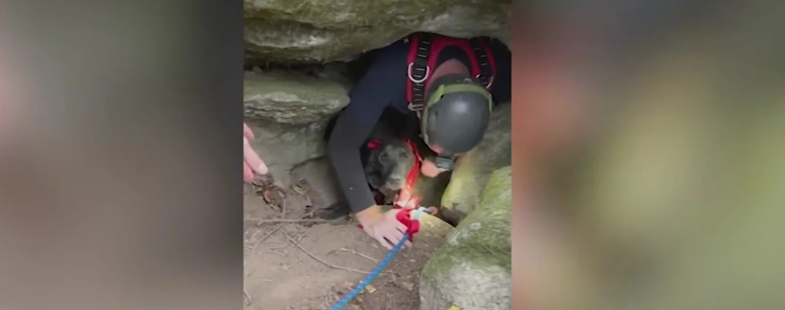 Firefighter lifting scared dog out of a cave