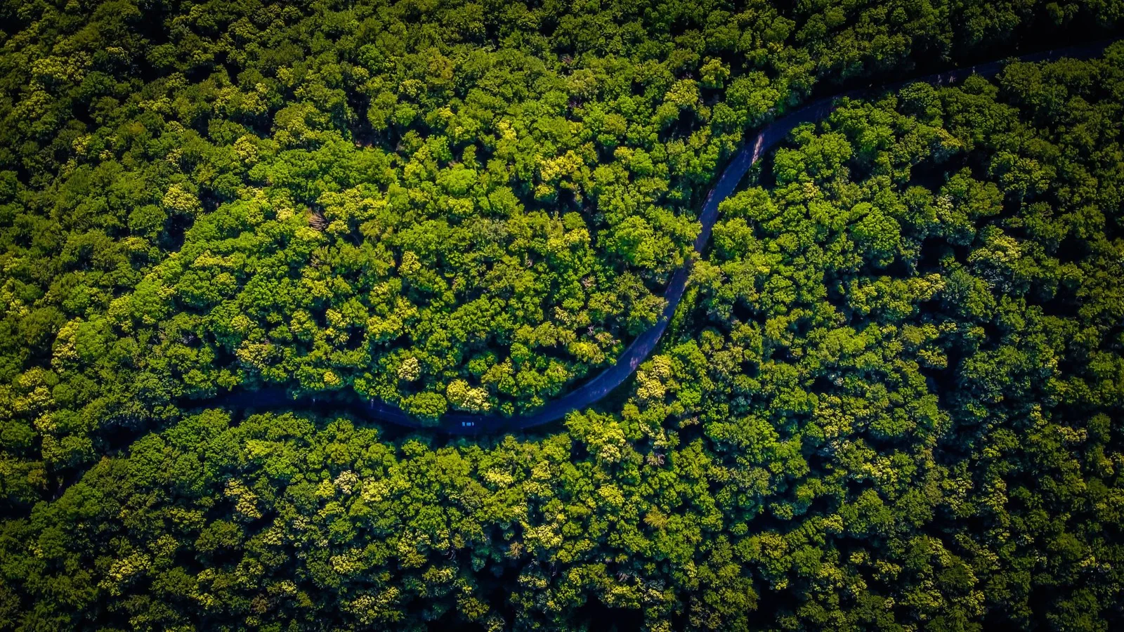 An aerial photograph capturing a dense forest with a variety of green trees