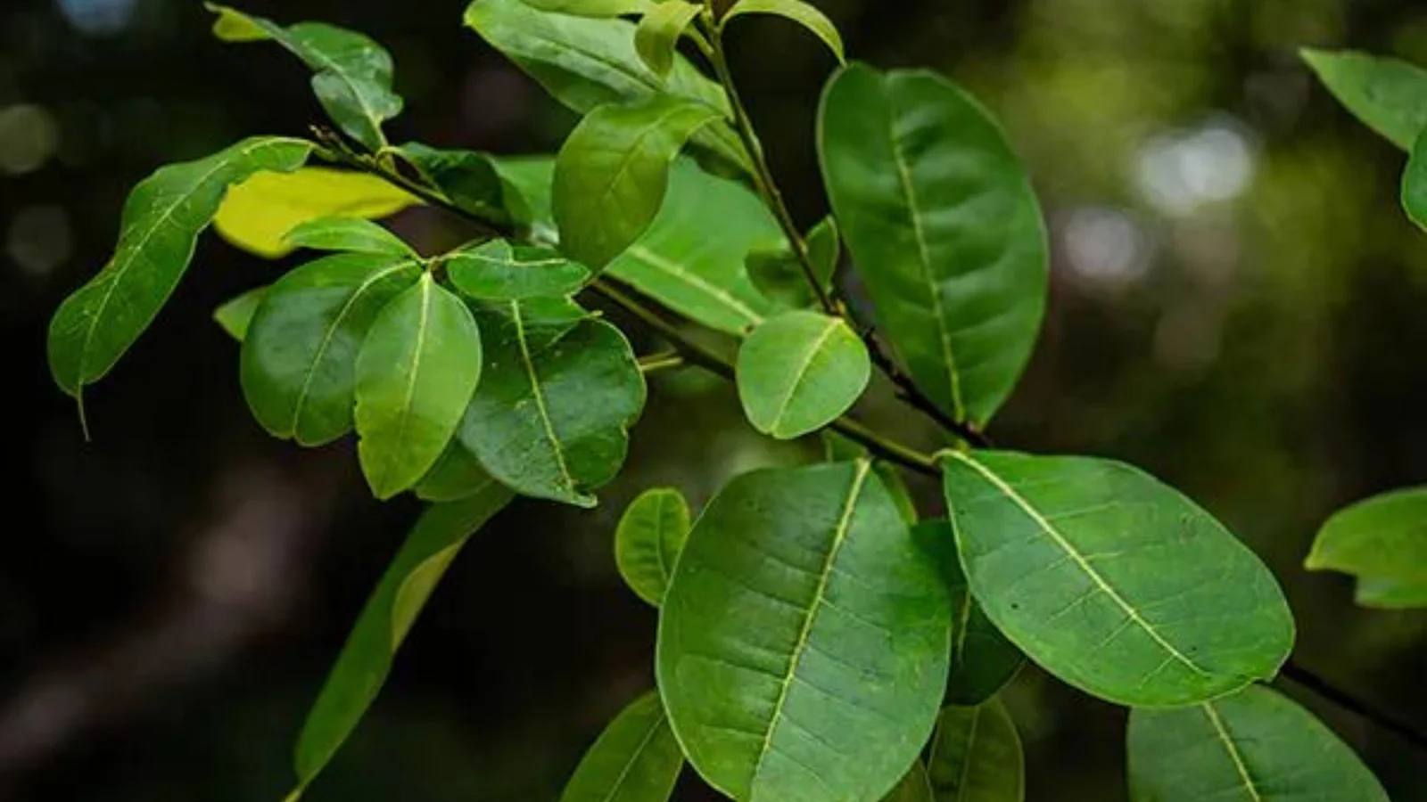 A close-up photograph of the Pernambuco holly tree showcasing its lush green leaves against a blurred natural background
