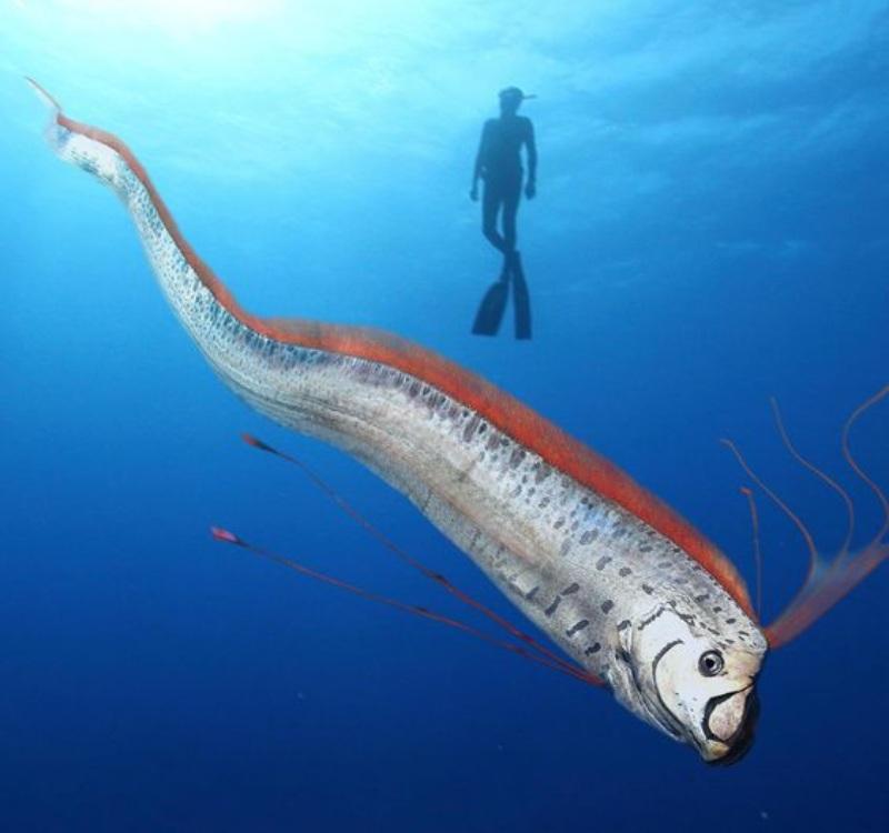 An illustration of a long, red-finned oarfish near a diver.