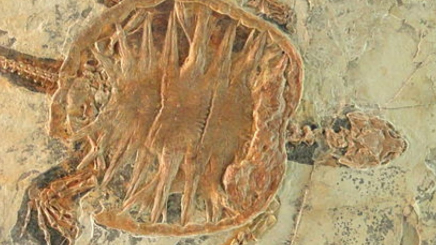 Illustrative photograph of a fossil in rock; not the Panama turtle specimen.