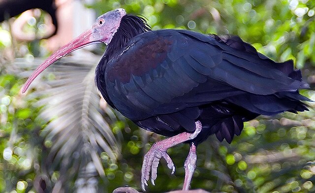 A dark ibis perched near leafy branches.