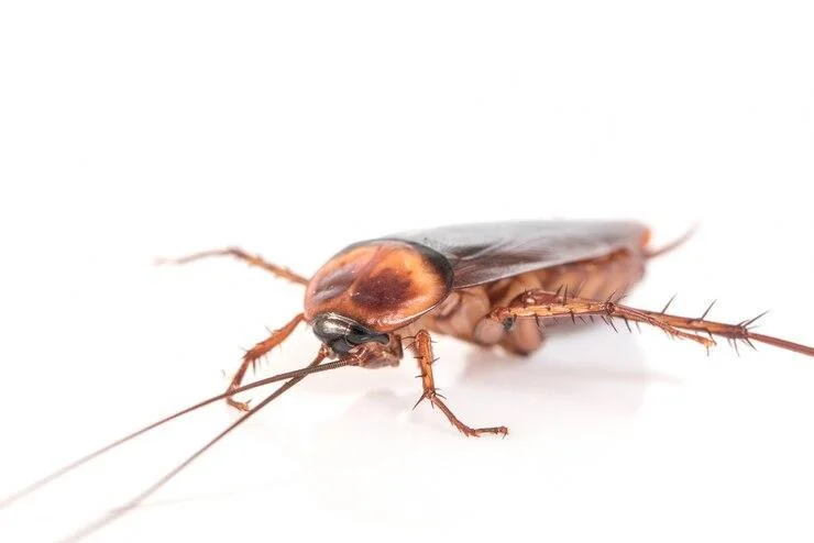 Close-up picture of a live cockroach