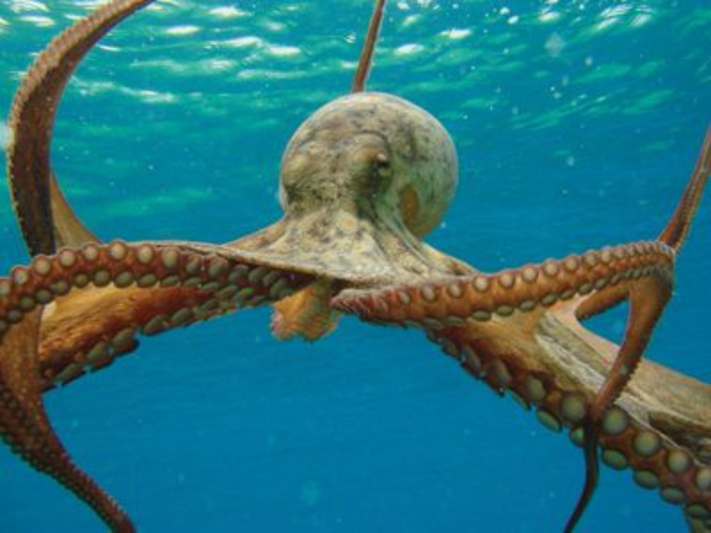 Illustrative underwater photograph of an octopus with its arms extended.