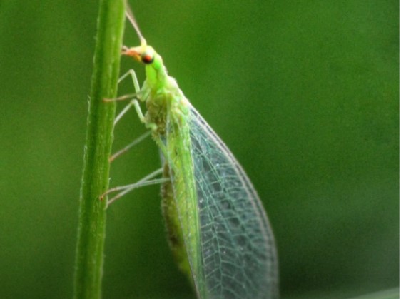 A green lacewing resting on a stem, for comparison