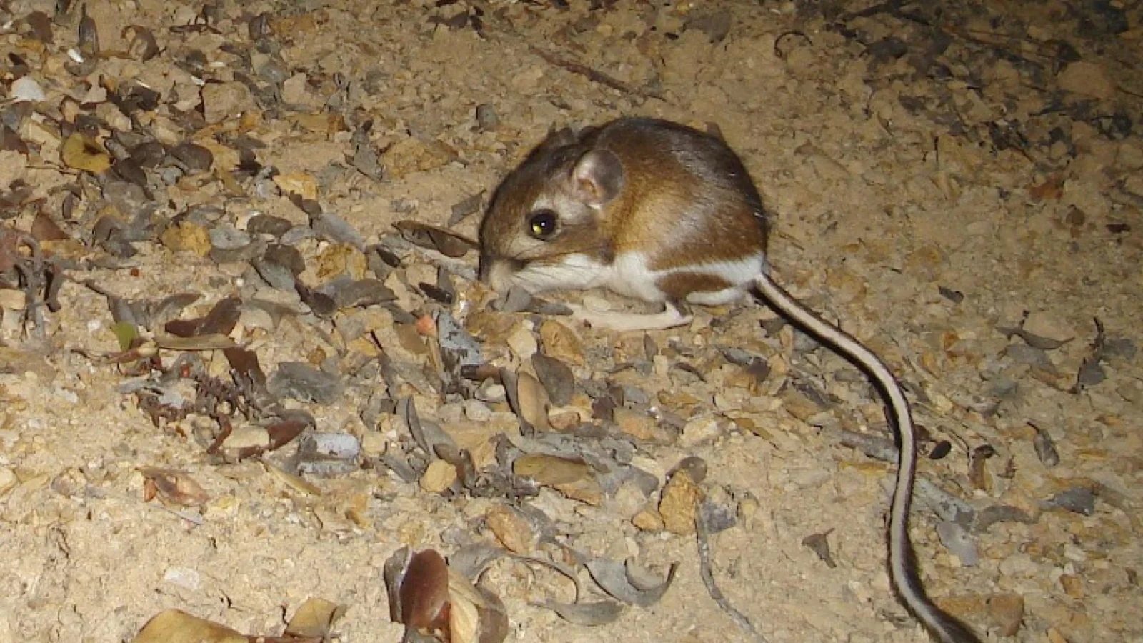 An image of a Santa Cruz kangaroo rat on the ground amidst scattered leaves and pebbles