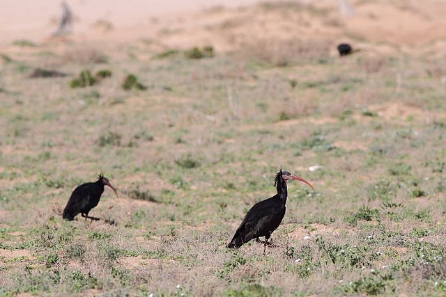 Ibises standing and feeding on sandy ground.